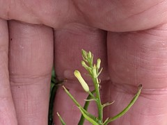 Corydalis cheilanthifolia