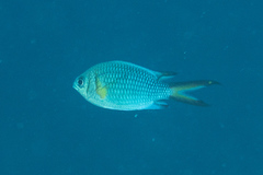 Chromis xanthochira