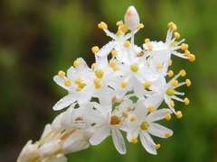 Bulbinella trinervis