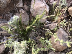 Dasyochloa pulchella