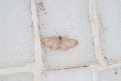 Idaea costiguttata