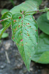 Puccinia circaeae