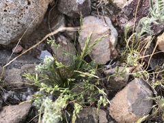 Dasyochloa pulchella