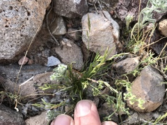 Dasyochloa pulchella