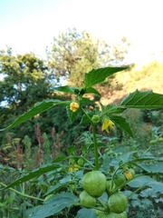 Physalis ixocarpa