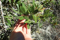 Rhoicissus digitata