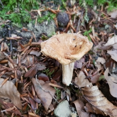 Russula fellea