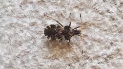 Centrocoris variegatus