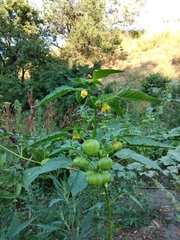 Physalis ixocarpa