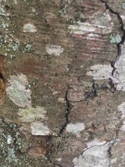 Pseudoschismatomma rufescens