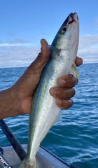 Elagatis bipinnulata