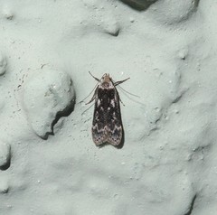 Anacampsis populella