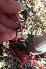 Crassula cordata