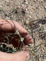 Eriogonum rotundifolium