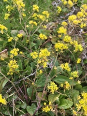Rorippa curvisiliqua