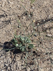 Eriogonum rotundifolium
