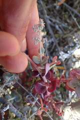 Crassula cordata