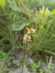 Juncus saximontanus