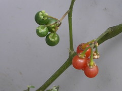 Solanum villosum