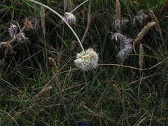 Allium ericetorum