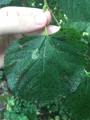 Phyllonorycter issikii