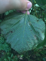Phyllonorycter issikii