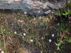 Allium ericetorum