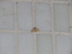 Lophophleps triangularis