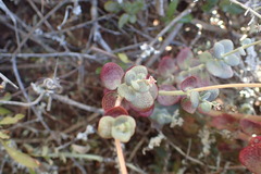 Crassula cordata