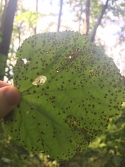 Phyllonorycter issikii