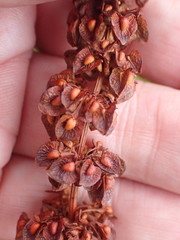 Rumex × acutus