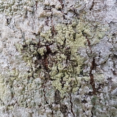Pertusaria flavida