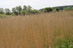 Acrocephalus scirpaceus