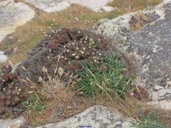 Armeria pubigera