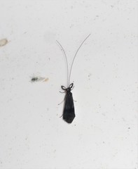 Mystacides azureus