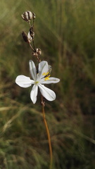 Chlorophytum cooperi