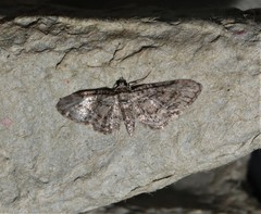 Eupithecia tenuiata
