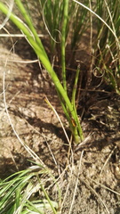 Chlorophytum cooperi