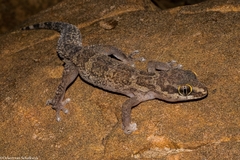 Pachydactylus formosus