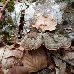 Stereum insignitum