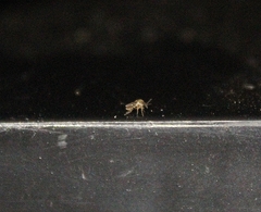 Insecta