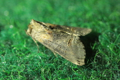 Abrostola tripartita