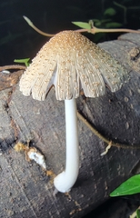 Coprinellus radians