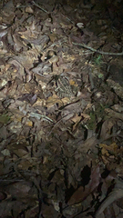 Lithobates palustris