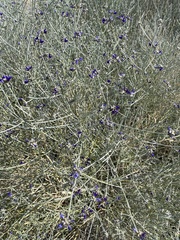 Psorothamnus scoparius