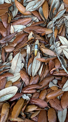 Trichonephila clavipes image