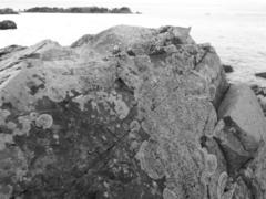 Polycauliona verruculifera