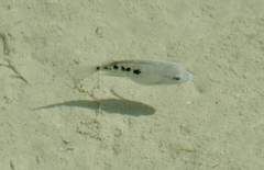 Herichthys minckleyi