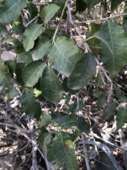 Schinus latifolia