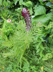 Pedicularis atropurpurea